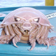 Illustration for article titled Crackers Made From Giant Isopods Are Now a Thing in Japan